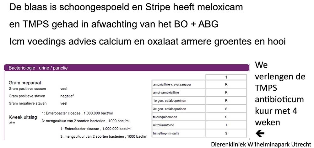 Het BO en ABG van de urine van Stripe